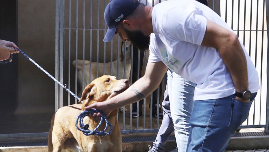 Voluntariado na Casa dos Animais de Lisboa