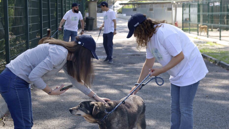 Voluntariado na Casa dos Animais de Lisboa